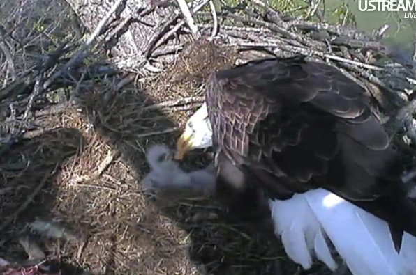 ScreenHunter_33 Apr. 01 16.57.jpg